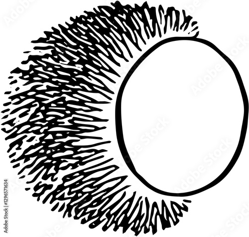 Fruit. Hand drawn vector isolated sketch. Rambutan