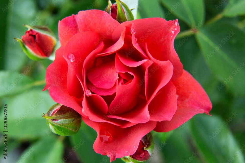 Obraz premium red rose in garden with water drops