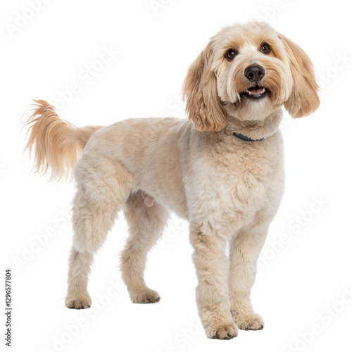 Cockapoo AI Generated Image