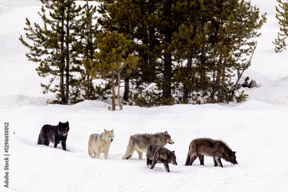 Gray Wolf pack in snow Gray Wolf pack in snow
