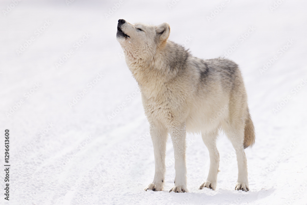 Obraz premium Gray Wolf howling in snow