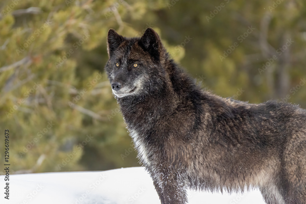 Fototapeta premium Gray Wolf Black Wolf