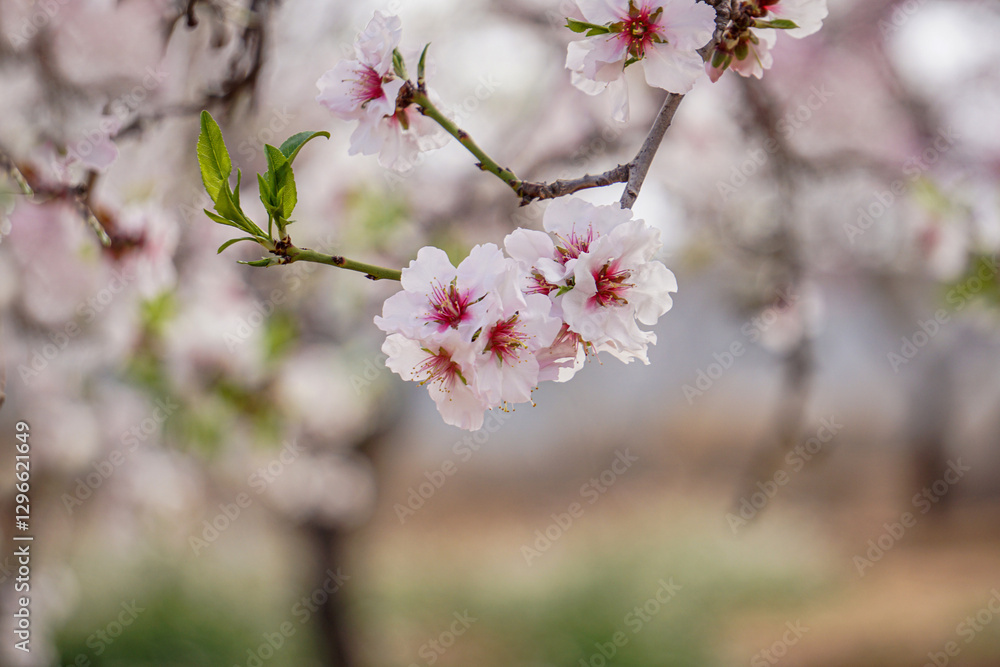 almond orchards in bloom, spring delicate background almond orchards in bloom, spring delicate background