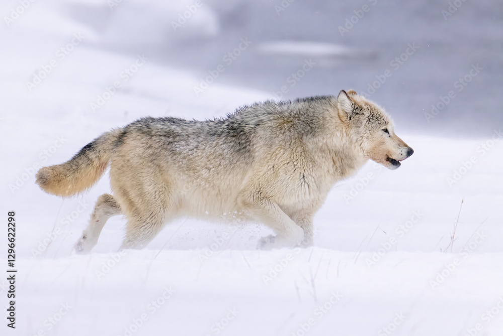 Fototapeta premium Gray Wolf walking in snow