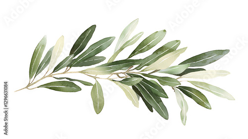 A leafy green olive tree branch with a few leaves