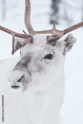 Portrait of a reindeer