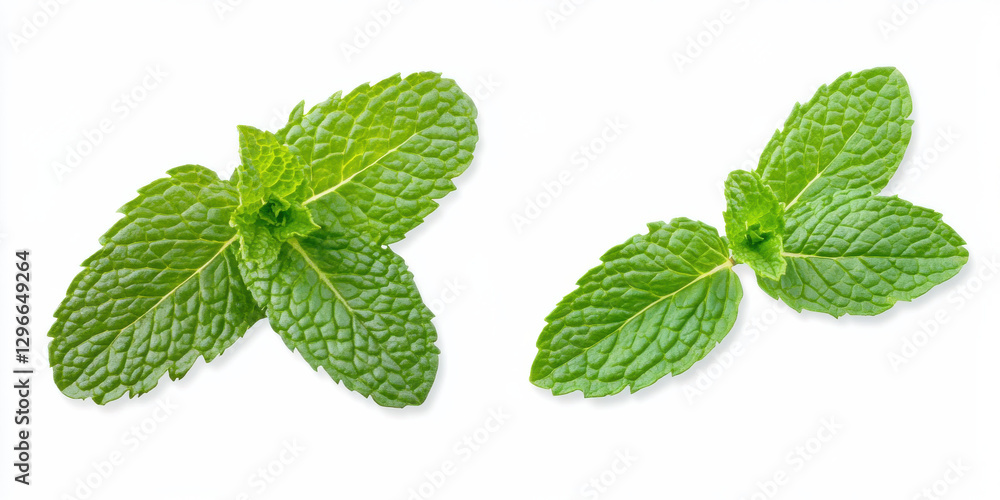 Fresh mint leaves isolated on white background, showcasing vibrant green color and texture Fresh mint leaves isolated on white background, showcasing vibrant green color and texture