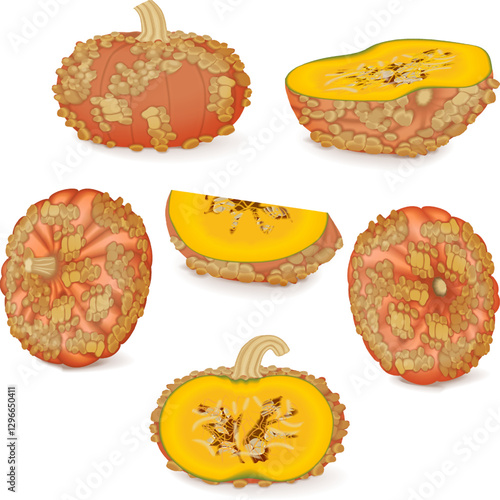 Clip art. Galeux de Eysines Squash or French Warted Pumpkin. Winter squash. Cucurbita maxima. Fruits and vegetables. Isolated vector illustration.