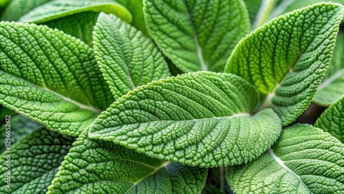 Detailed close-up image of green clary sage leaves with delicate veins and texture
