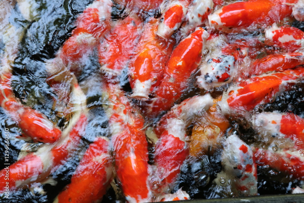 The koi in the large pond have beautiful colors. The koi in the large pond have beautiful colors.