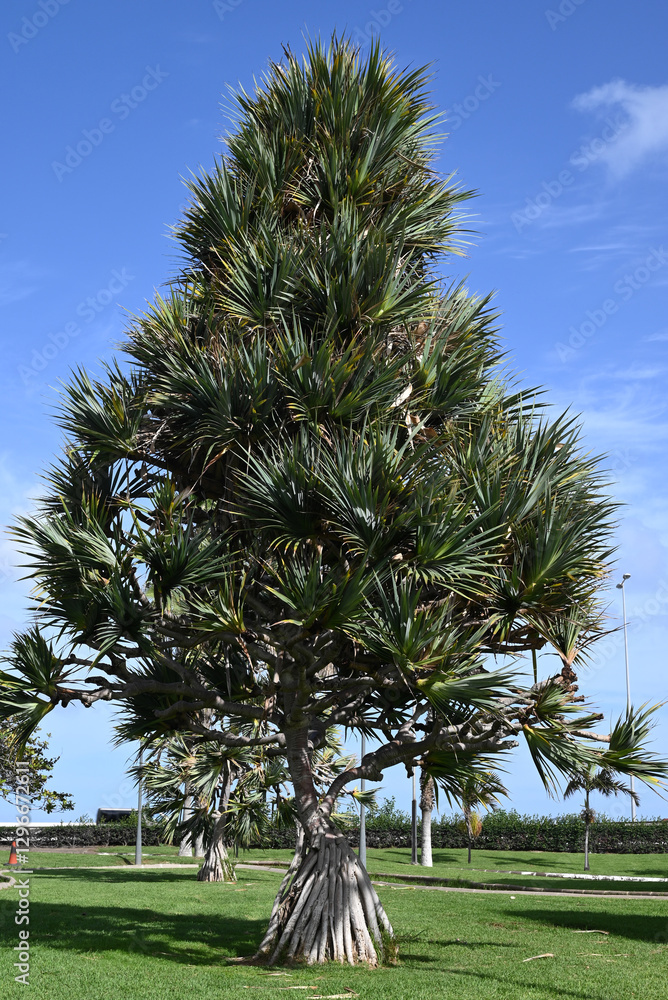 custom made wallpaper toronto digitalVacoa pandanus sur une pelouse de la ville de Las Palmas de Gran Canaria.