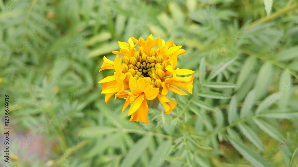 Zendu Flowers in Full Glory. Yellow marigold flower. Marigold (Tagetes) The Golden Charm of Nature. Lush Marigold Plants with Green Leaves. Beautiful yellow flower plant for background picture Zendu Flowers in Full Glory. Yellow marigold flower. Marigold (Tagetes) The Golden Charm of Nature. Lush Marigold Plants with Green Leaves. Beautiful yellow flower plant for background picture