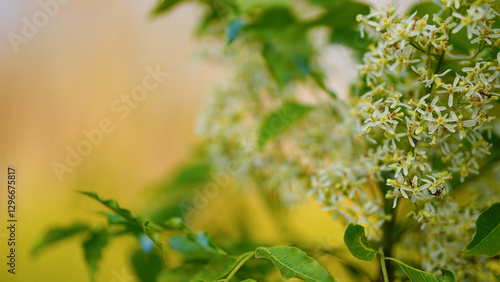 A cluster of Small white fragrant flowers of Indian Lilac (Neem) tree. Azadirachta indica. Maliaceae (Mahogany) family.	 photo