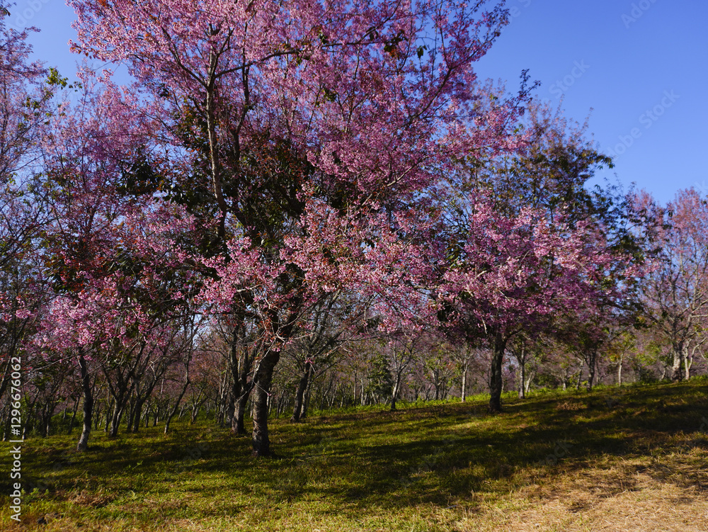 Wild Himalayan Cherry, Prunus cerasoides, Sakura in Thailand Wild Himalayan Cherry, Prunus cerasoides, Sakura in Thailand