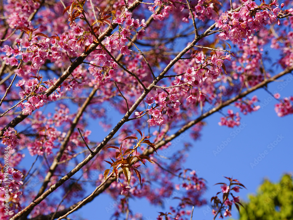 Wild Himalayan Cherry, Prunus cerasoides, Sakura in Thailand Wild Himalayan Cherry, Prunus cerasoides, Sakura in Thailand