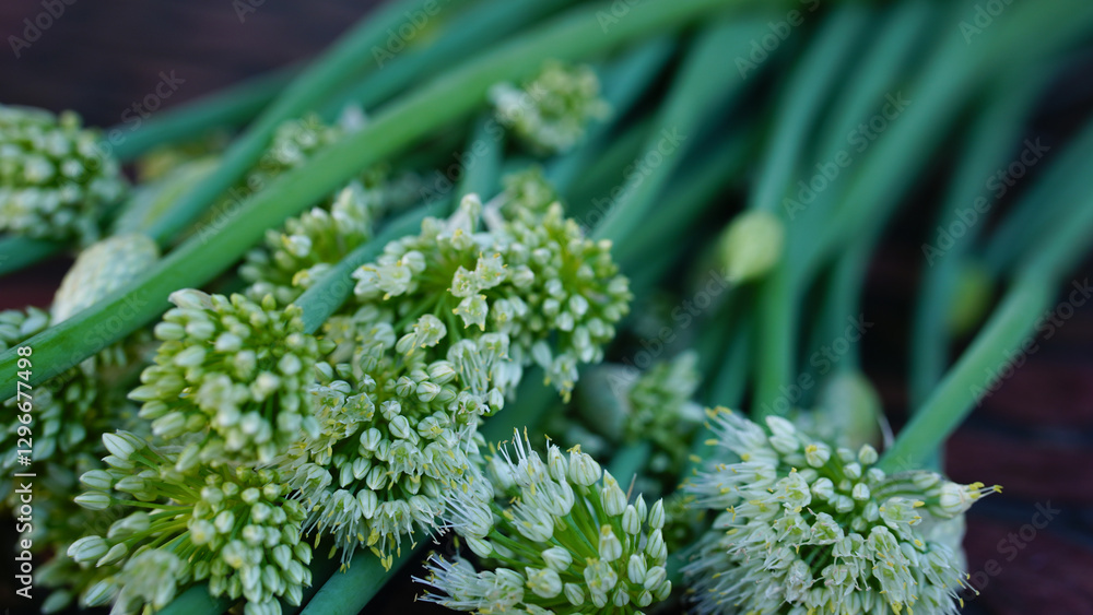 Fresh green onion with white flowers on isolated natural background Fresh green onion with white flowers on isolated natural background