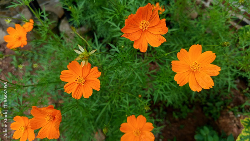 Foto The flowers of the cosmos are yellow, which are in bloom