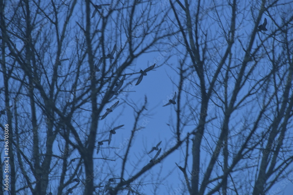 Obraz premium Mysterious Birds, Early Evening Late Winter, Central Massachusetts