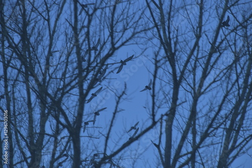 Mysterious Birds, Early Evening Late Winter, Central Massachusetts