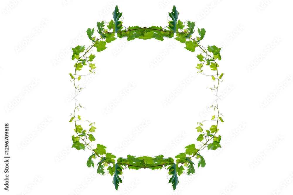 vine frame leaf vine circle Isolate on transparent background PNG file vine frame leaf vine circle Isolate on transparent background PNG file