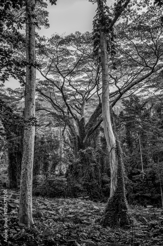 Wallpaper Mural Tall Old Growth Tropical Hardwood Trees in a Hawaiian Rainforest. Torontodigital.ca