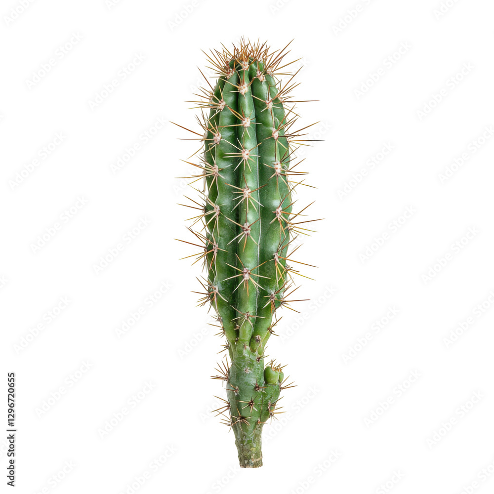 Naklejka premium Acanthocereus tetragonus cactus desert landscape nature photo close-up