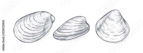 Hand-drawn sketch illustration of a seafood clam in vintage etching style. Detailed line art with textured shading, perfect for menus, packaging, or culinary designs.
