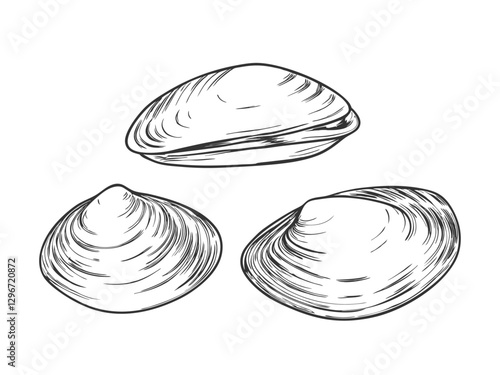 Hand-drawn sketch illustration of a seafood clam in vintage etching style. Detailed line art with textured shading, perfect for menus, packaging, or culinary designs.