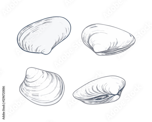 Hand-drawn sketch illustration of a seafood clam in vintage etching style. Detailed line art with textured shading, perfect for menus, packaging, or culinary designs.