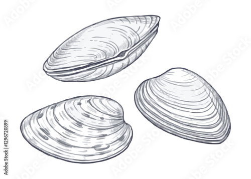 Hand-drawn sketch illustration of a seafood clam in vintage etching style. Detailed line art with textured shading, perfect for menus, packaging, or culinary designs.