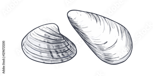 Hand-drawn sketch illustration of a mussels in vintage etching style. Detailed line art with textured shading, perfect for menus, packaging, and sea food designs