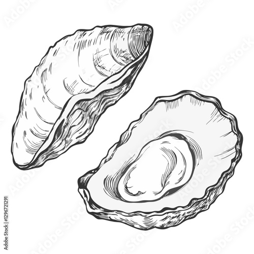 Hand-drawn sketch illustration of a mussels in vintage etching style. Detailed line art with textured shading, perfect for menus, packaging, and sea food designs