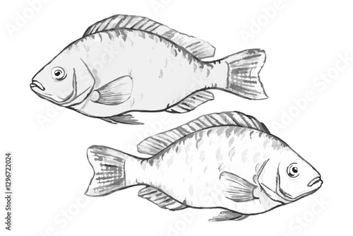 Hand-drawn sketch illustration of a tilapia fish with detailed lines and shading. This vintage-style tilapia fish  design is perfect for seafood menus, packaging, prints, and marine-themed projects.