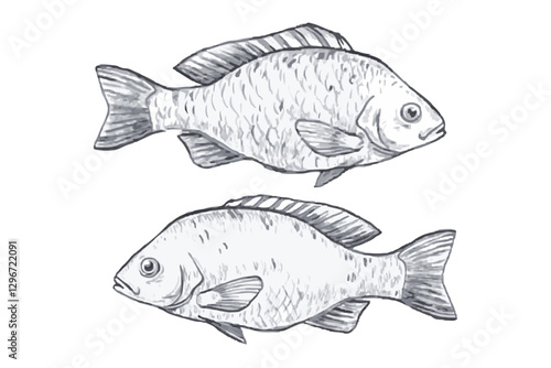 Hand-drawn sketch illustration of a tilapia fish with detailed lines and shading. This vintage-style tilapia fish  design is perfect for seafood menus, packaging, prints, and marine-themed projects.