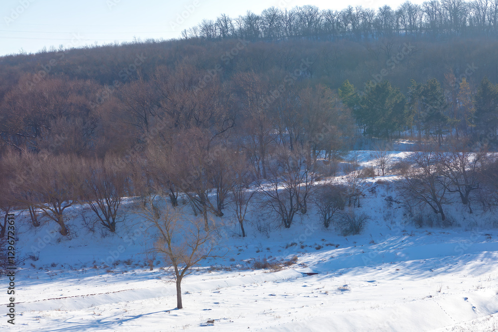 Serene winter landscape with single tree standing in foreground, surrounded by snow-covered field. Hillside covered in bare trees contrasts against white snow, creating peaceful and tranquil scene