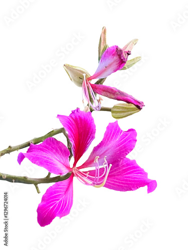 Purple Orchid Tree isolated on transparent background