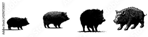 Illustration depicting the evolution of wild boars in a hand-drawn vector style