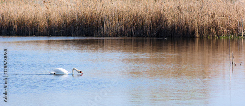 swan on the lake