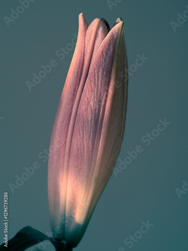 red and yellow tulip