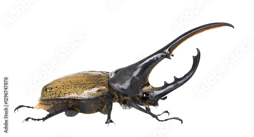 Large hercules beetle, dynastes hercules, walking on transparent background