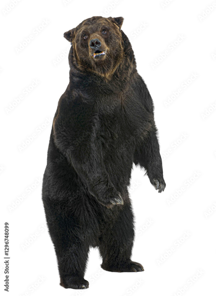 Powerful brown bear standing upright on a transparent background, showcasing its imposing size and strength