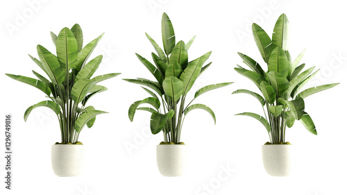 Fotografía set of Pot with home plant Spathiphyllum isolated on transperent background