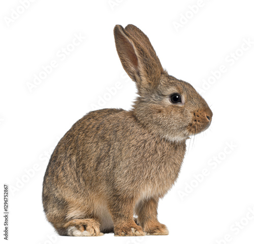Brown rabbit sitting in profile, looking right, isolated on transparent background