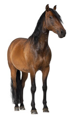 Studio shot of a brown horse standing against a transparent background