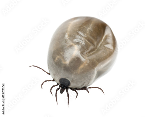 Full tick engorged with blood crawling on transparent background, posing a potential lyme disease threat