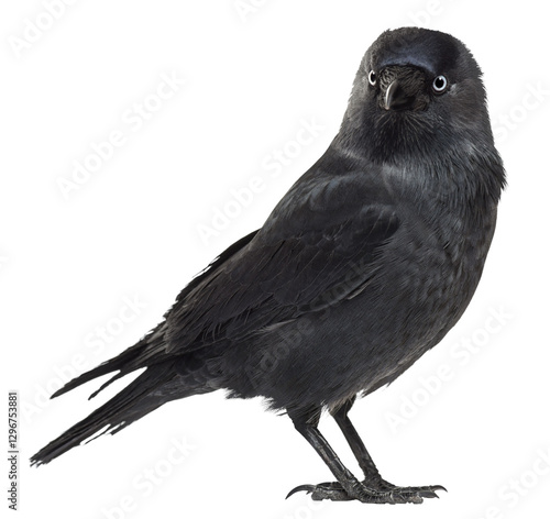 Cuadro en lienzo Western jackdaw, corvus monedula, standing, isolated on transparent background