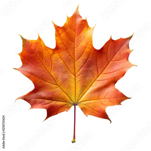 Wallpaper Mural maple leaf isolated on white background Torontodigital.ca