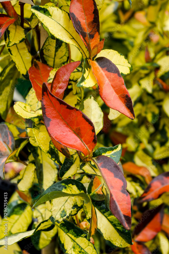 Φωτογραφία The colorful, yellow-variegated foliage of 'Ogon Nishiki' Asian jasmine (Trachel