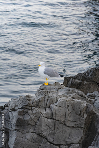 Gaviota Patiamarilla sobre una roca en el mar cantabrico photo