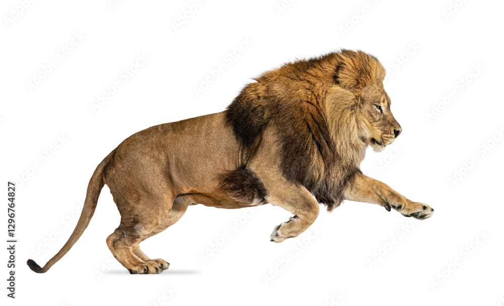 Obraz premium Majestic male lion running, isolated on transparent background, perfect for creative projects